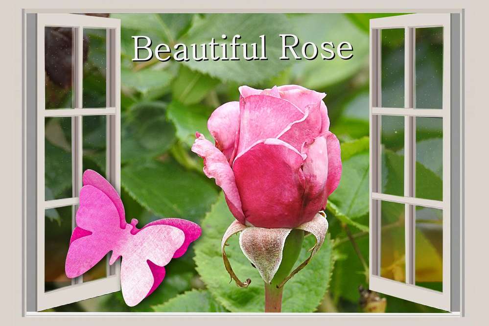 2-REALISATION - BEAUTIFUL ROSE