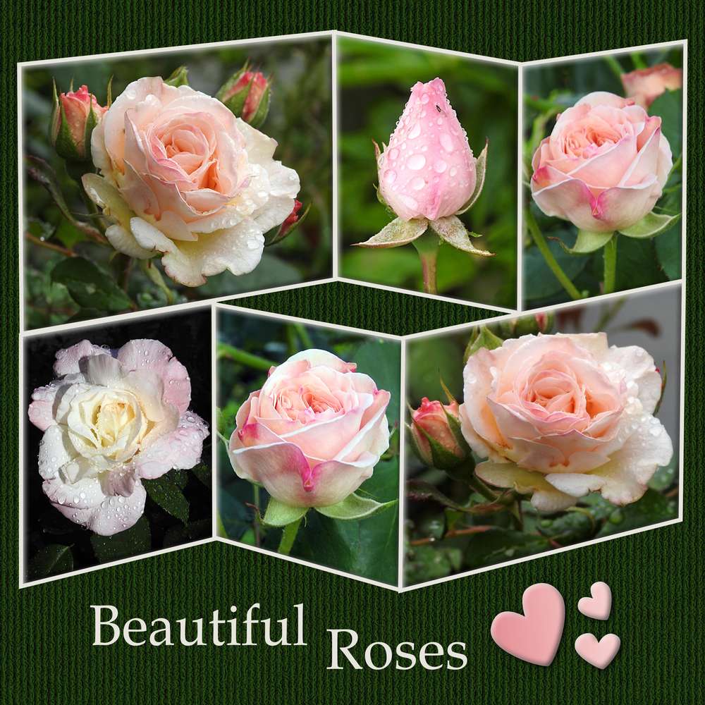 2-REALISATION - BEAUTIFUL ROSES