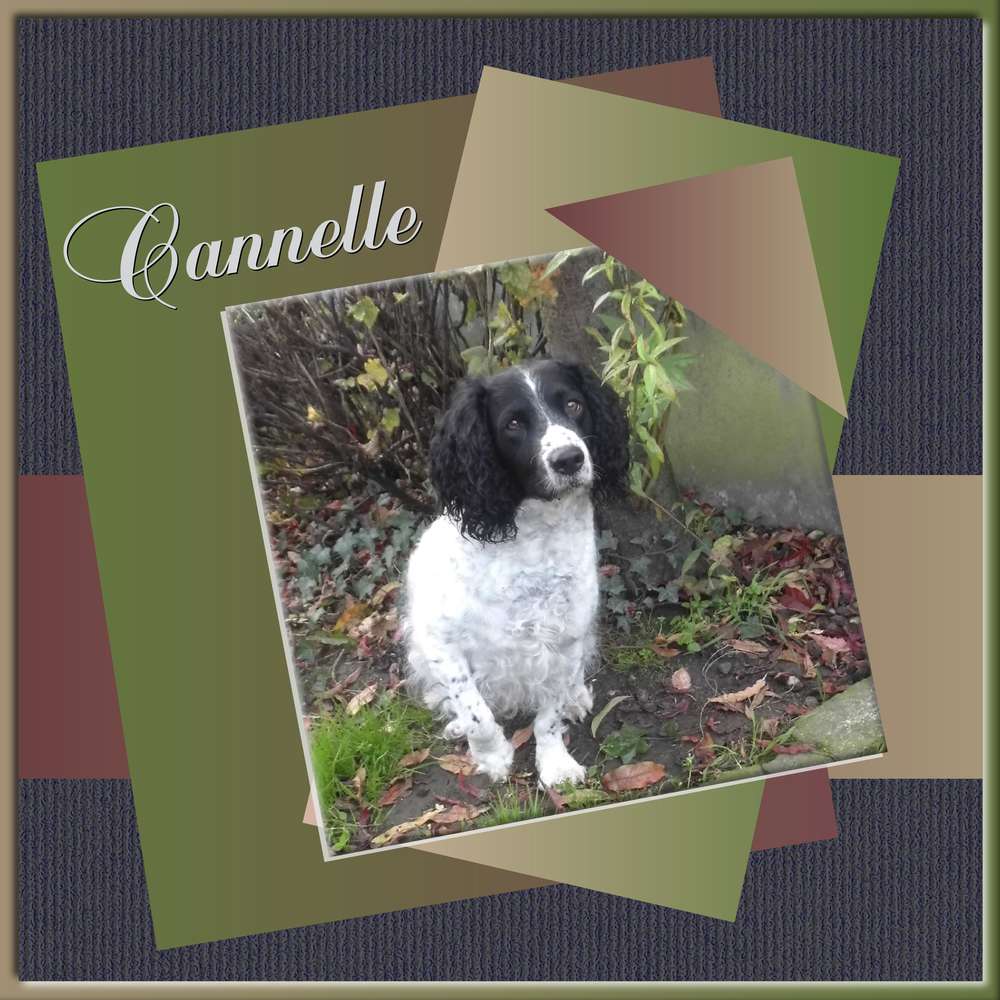 2-REALISATION - CANNELLE