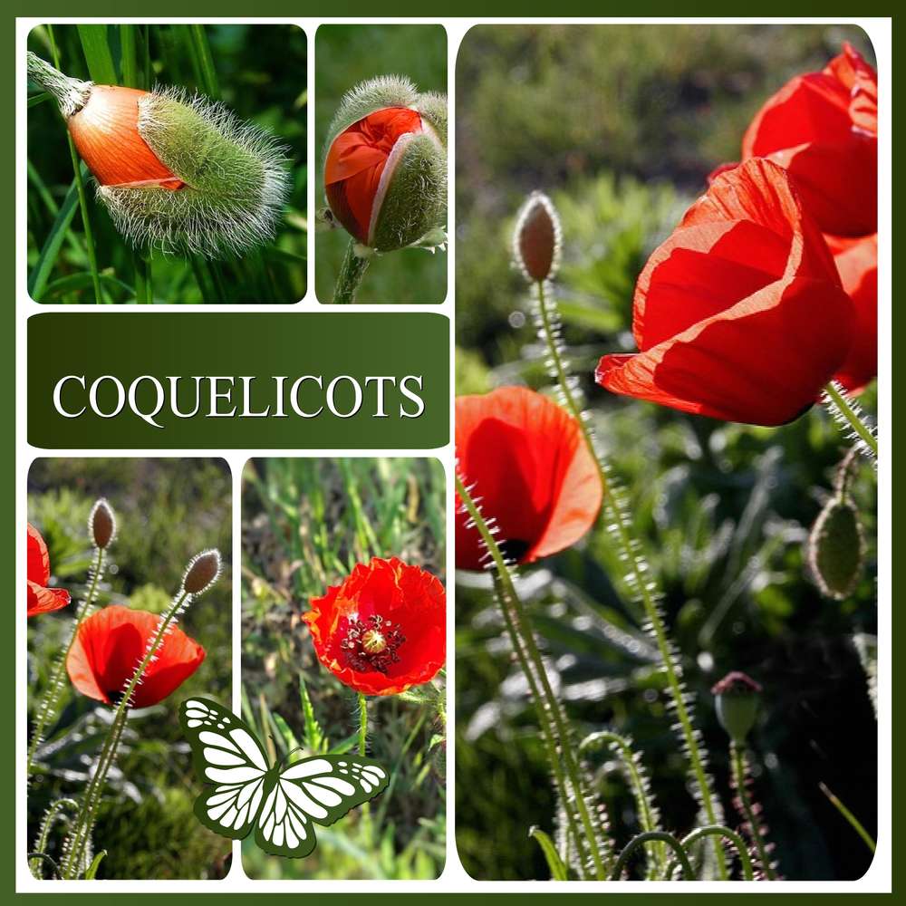 2-REALISATION - COQUELICOTS