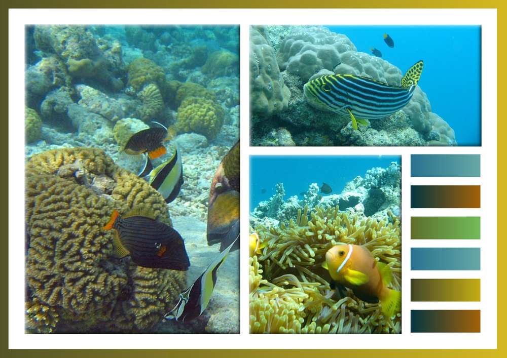 2-REALISATION - MONDE AQUATIQUE