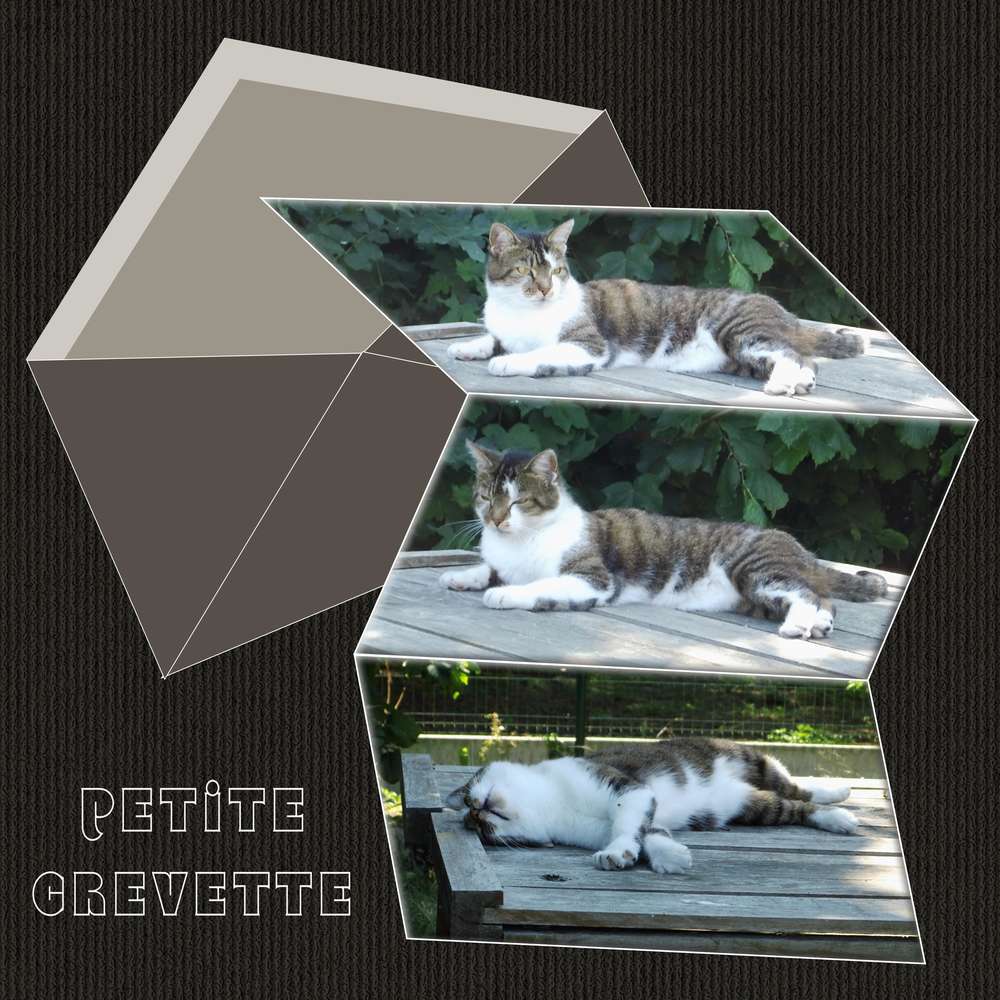 2-REALISATION - PETITE CREVETTE