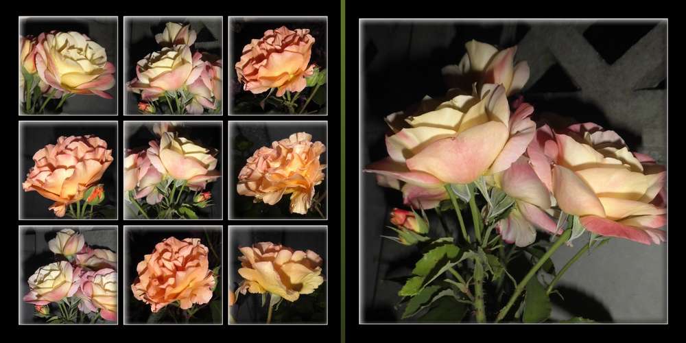 2 - ROSES REINES DES FLEURS