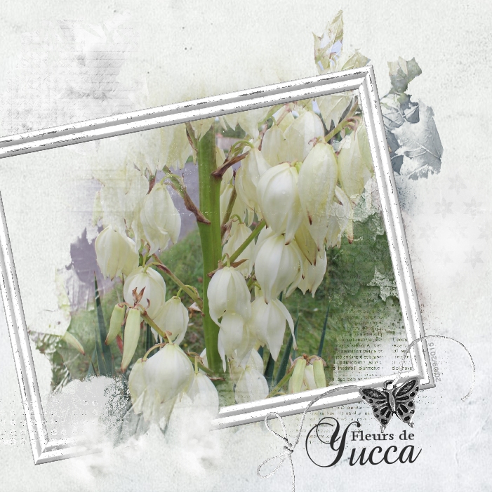2015_Gard_fleur_de_yucca
