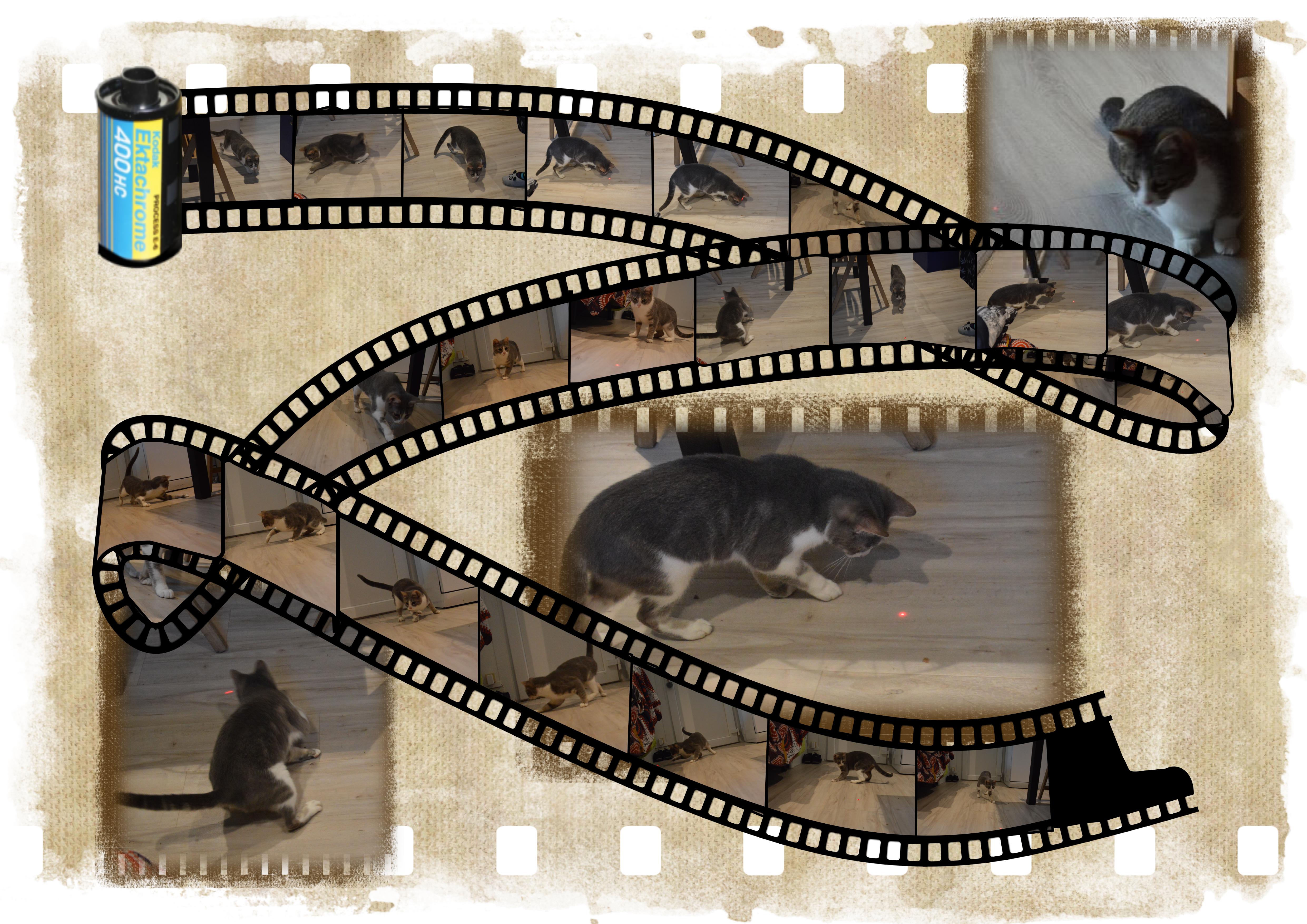 2020 04 01 pellicule.jpg