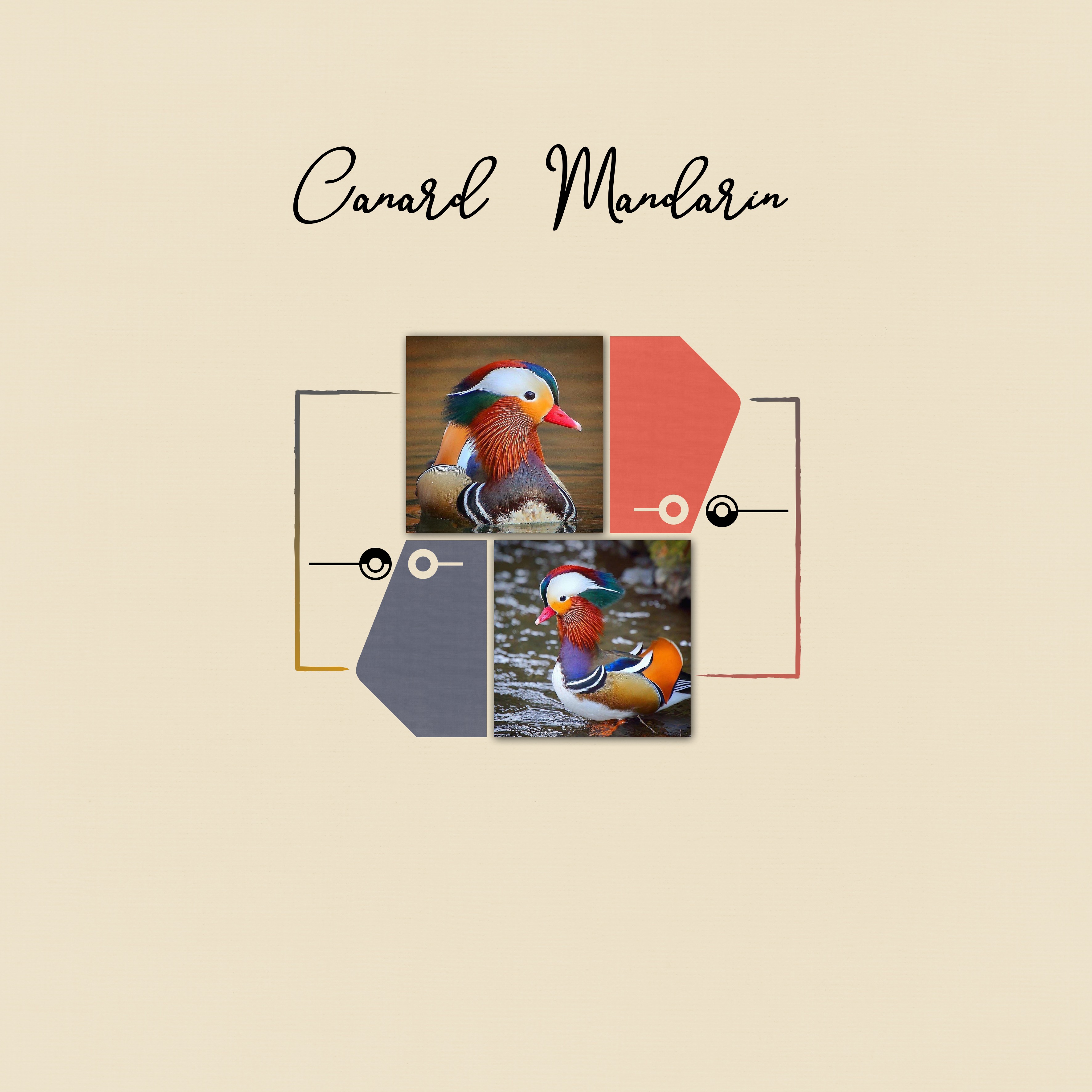 2020-09-24 Le canard mandarin