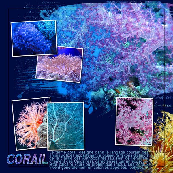 2020-10-20-MDS-Corail.jpg
