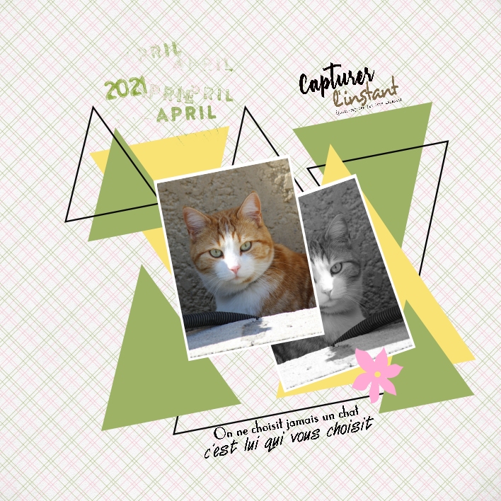 2021 Chat Roux du Voisin