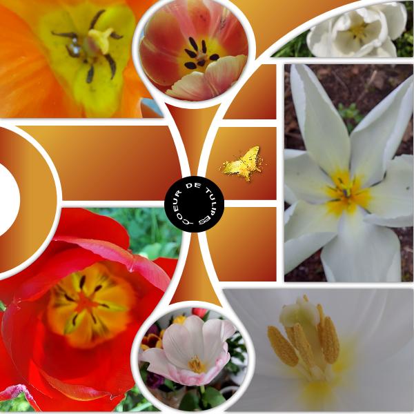 2022 - coeur de tulipes.
