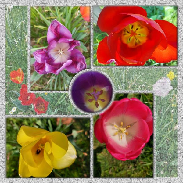 2022- coeur de tulipes