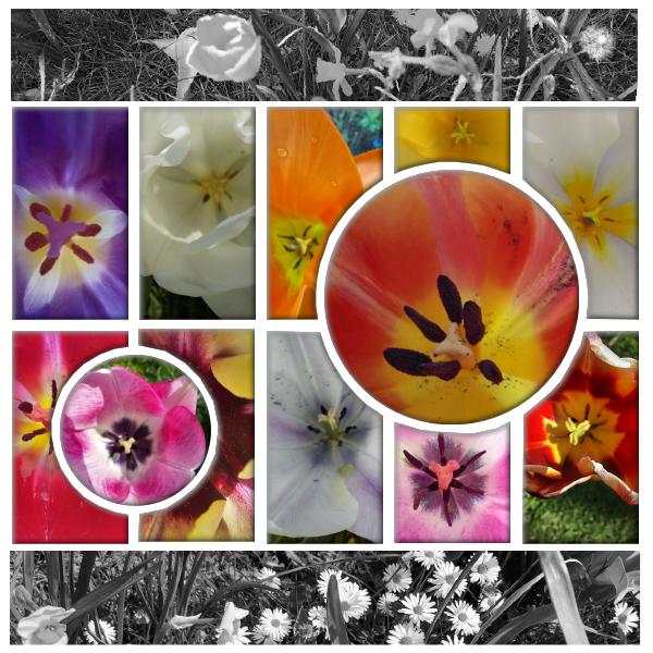 2022- coeur de tulipes