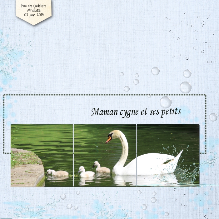 2022 Cygne et ses petits