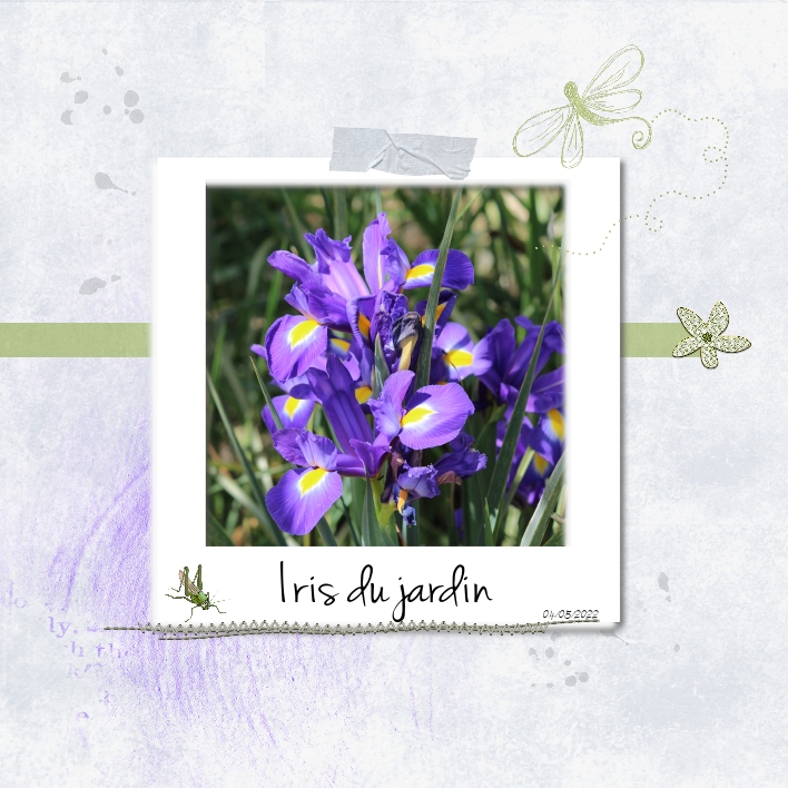 2022 Iris du jardin Template Dady .jpg