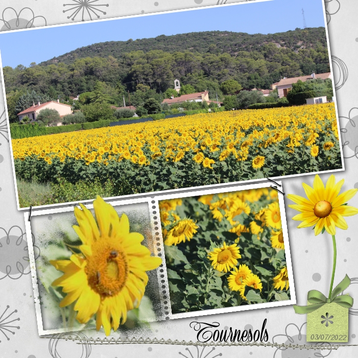 2022 Les Tournesols