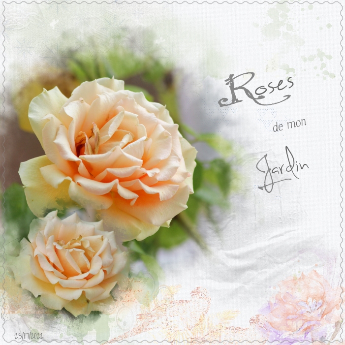 2022 Rose du balcon.jpg