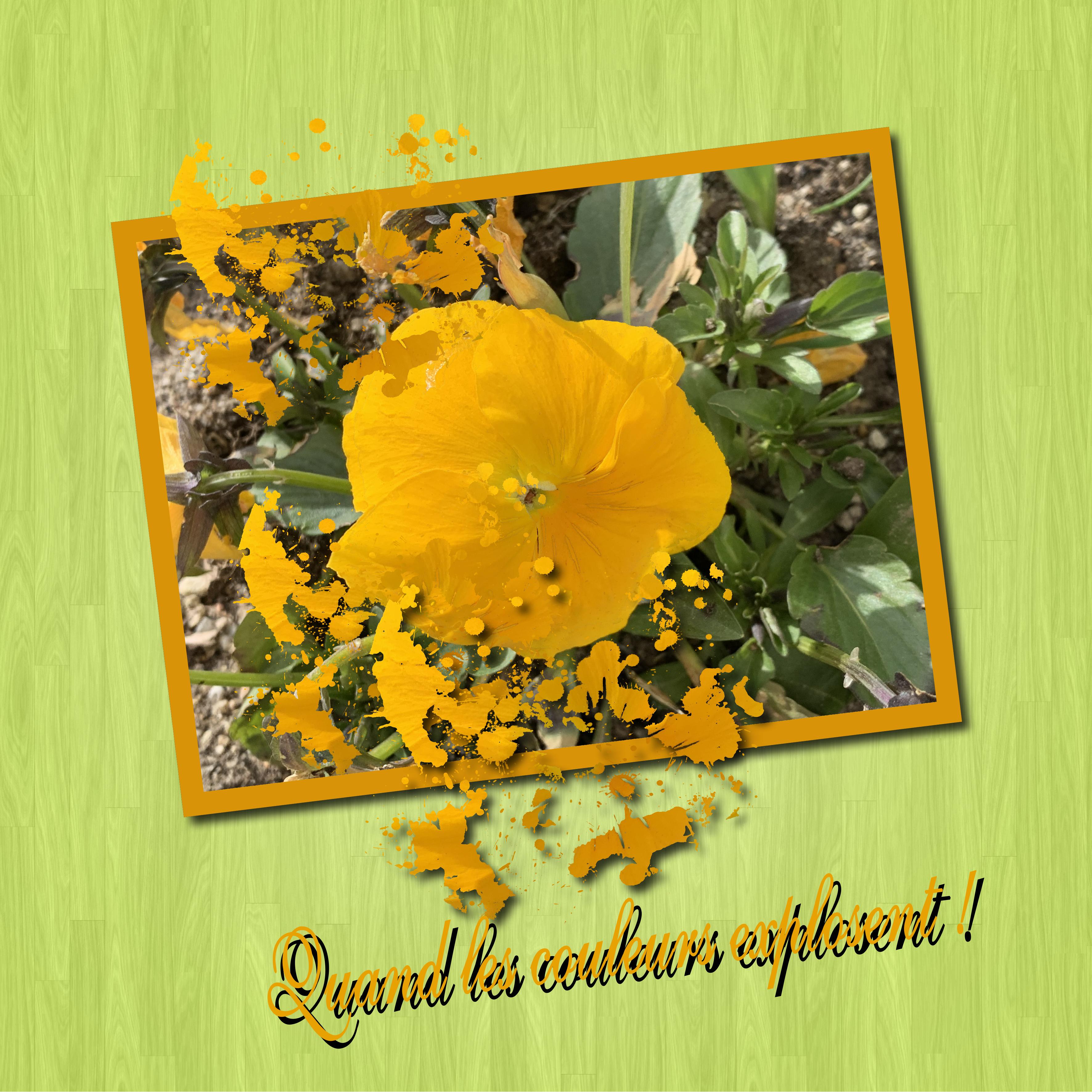 2023 02 explosion couleurs.jpg