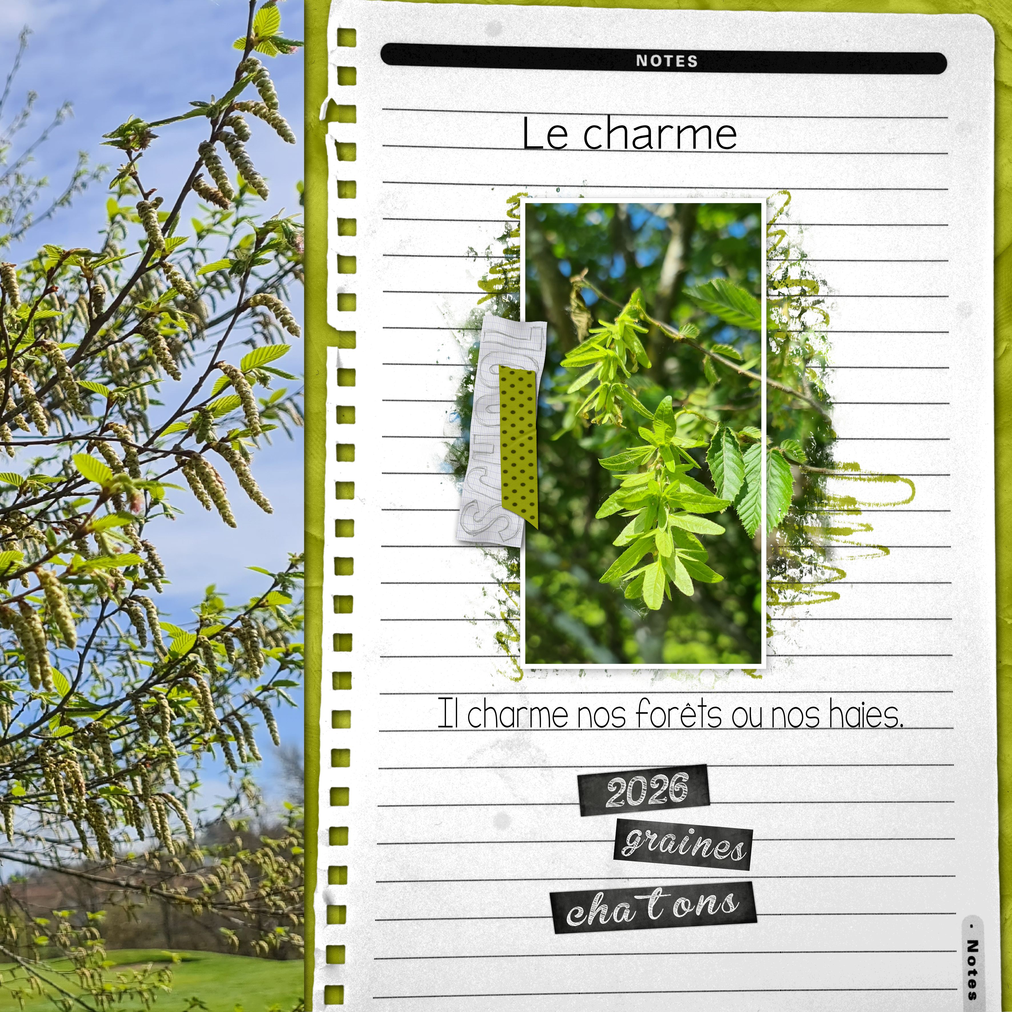 2026 arbre charme.jpg
