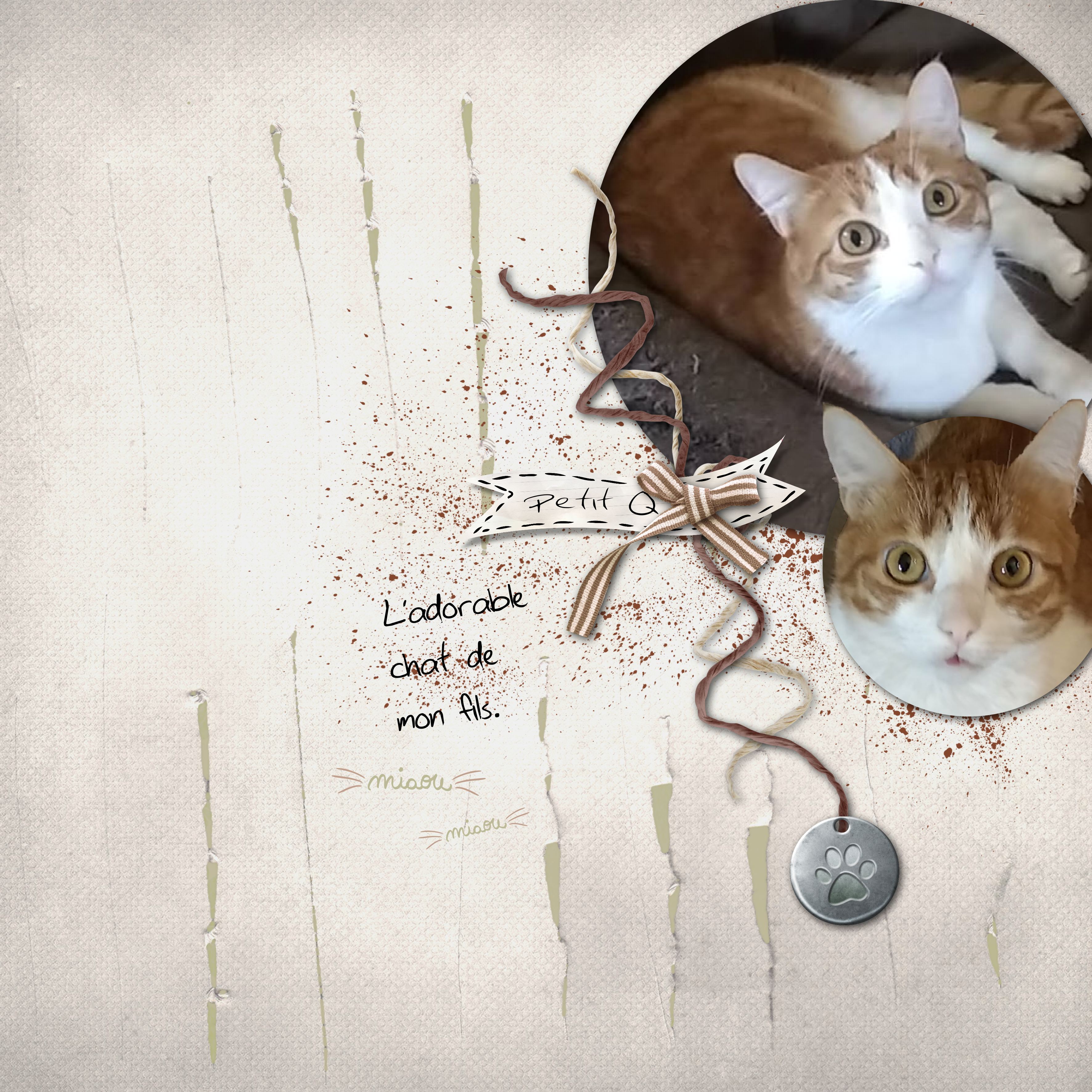 2026 chat petit q.jpg