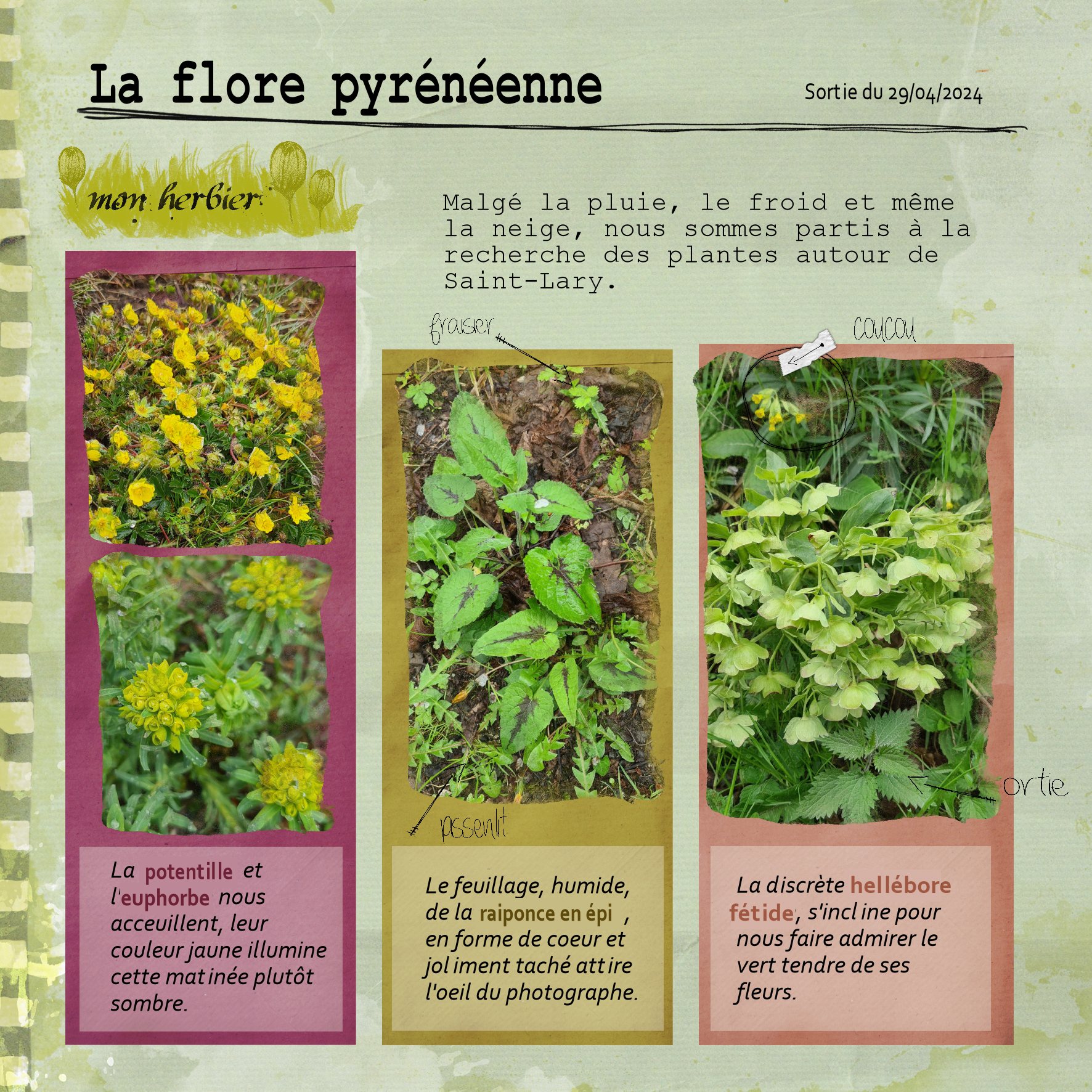2026 flore pyrenees.jpg