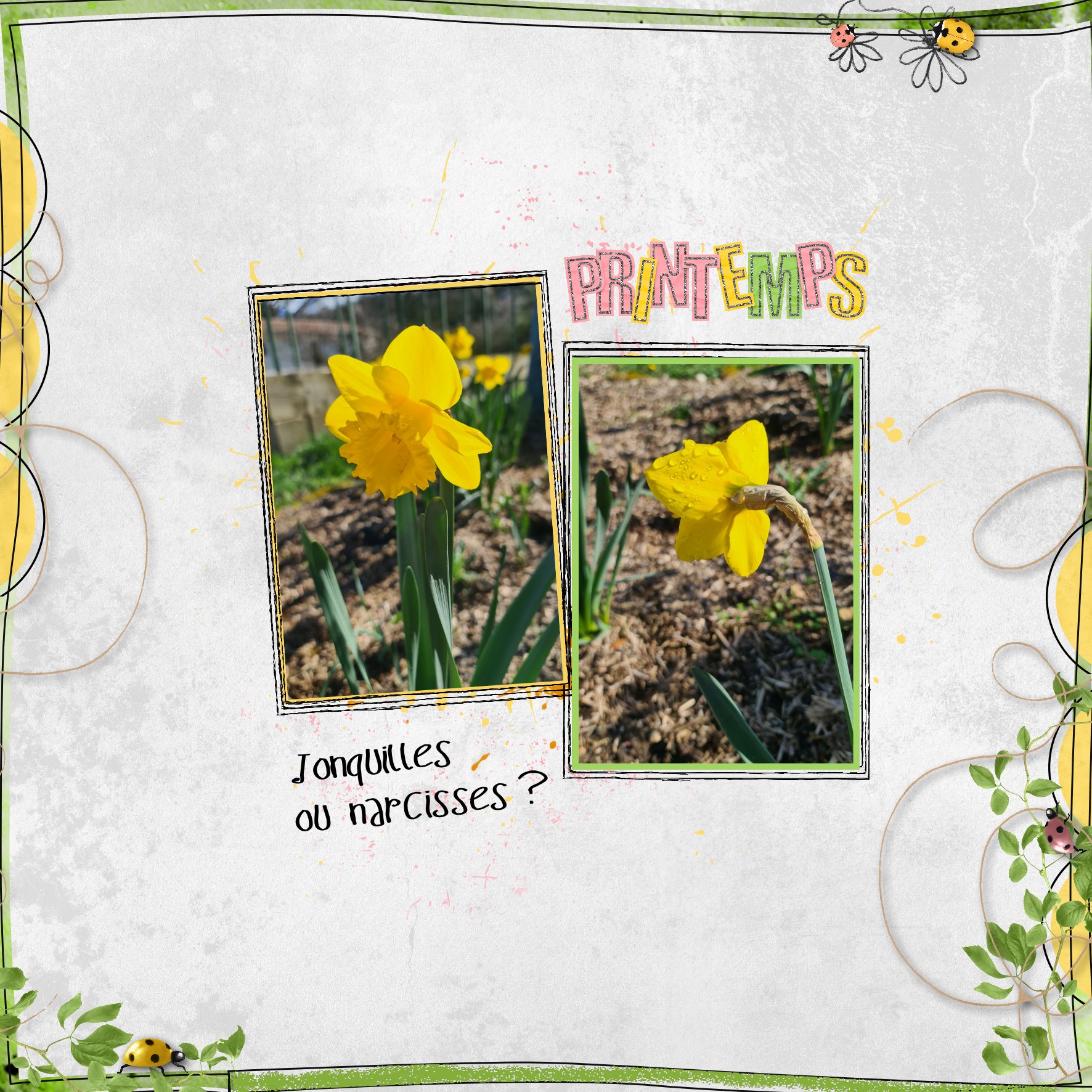 2026 jonquilles ou narcisses.jpg