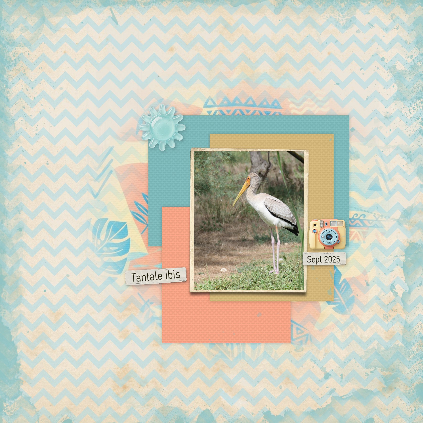 2026 tantale ibis.jpg