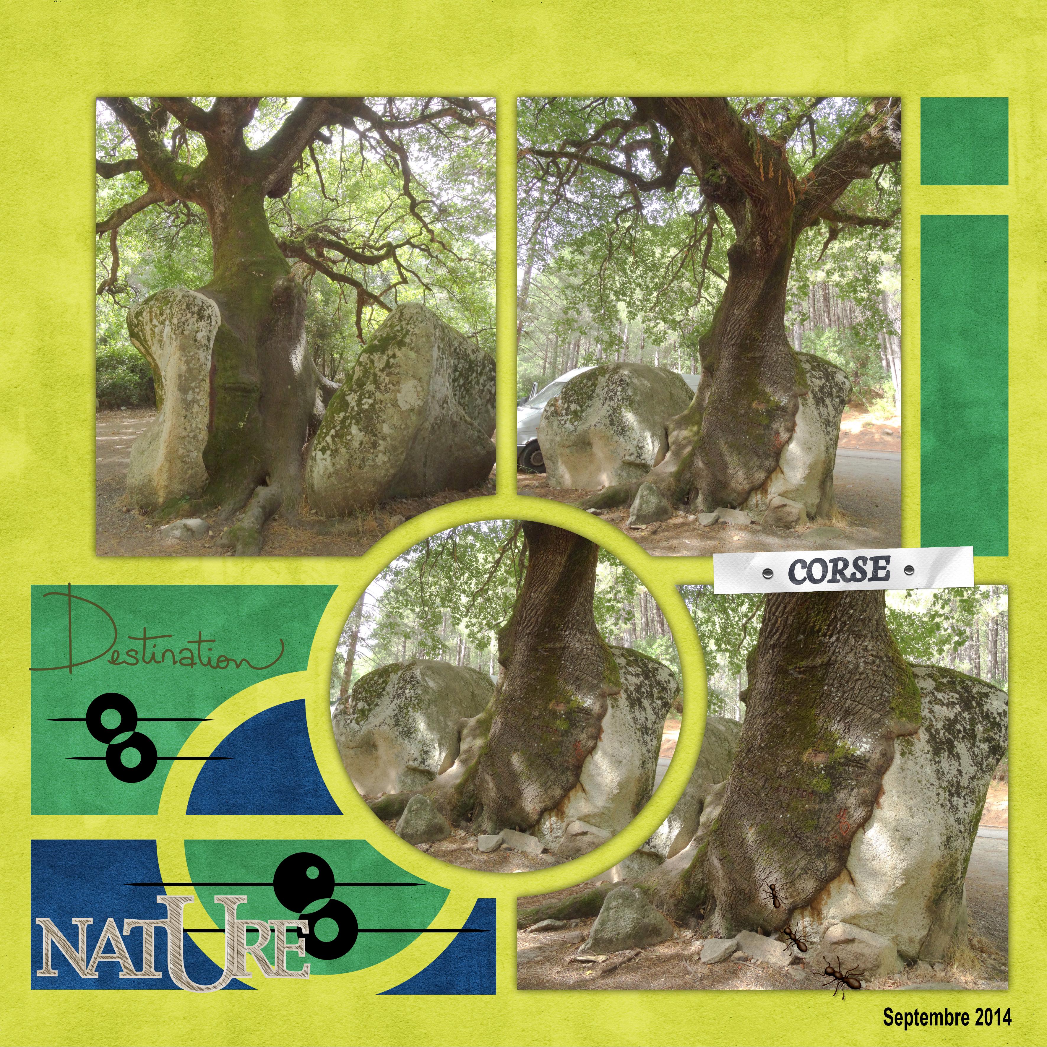 21 10 2021 Arbre.jpg