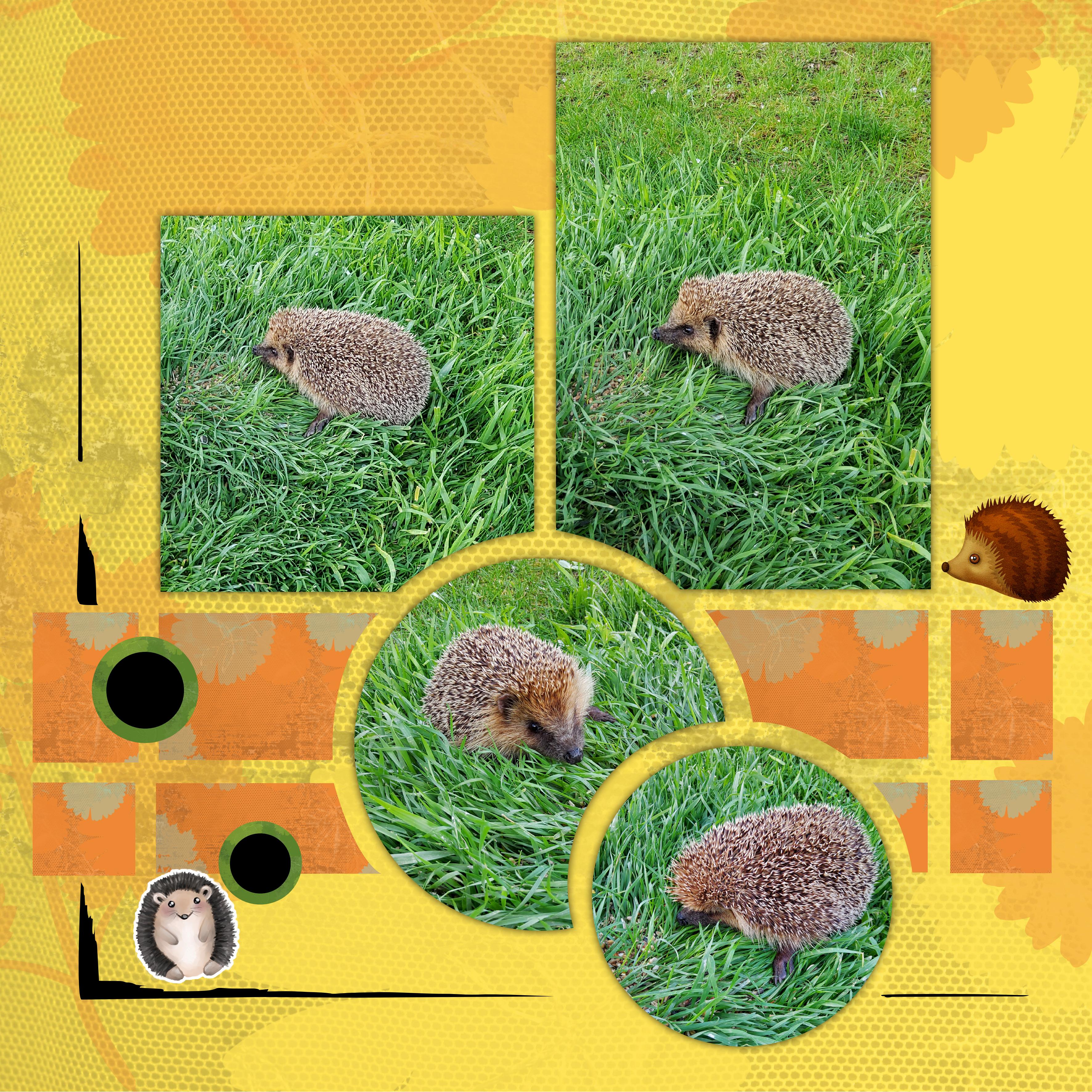 22 04 2021 - Hérisson.jpg