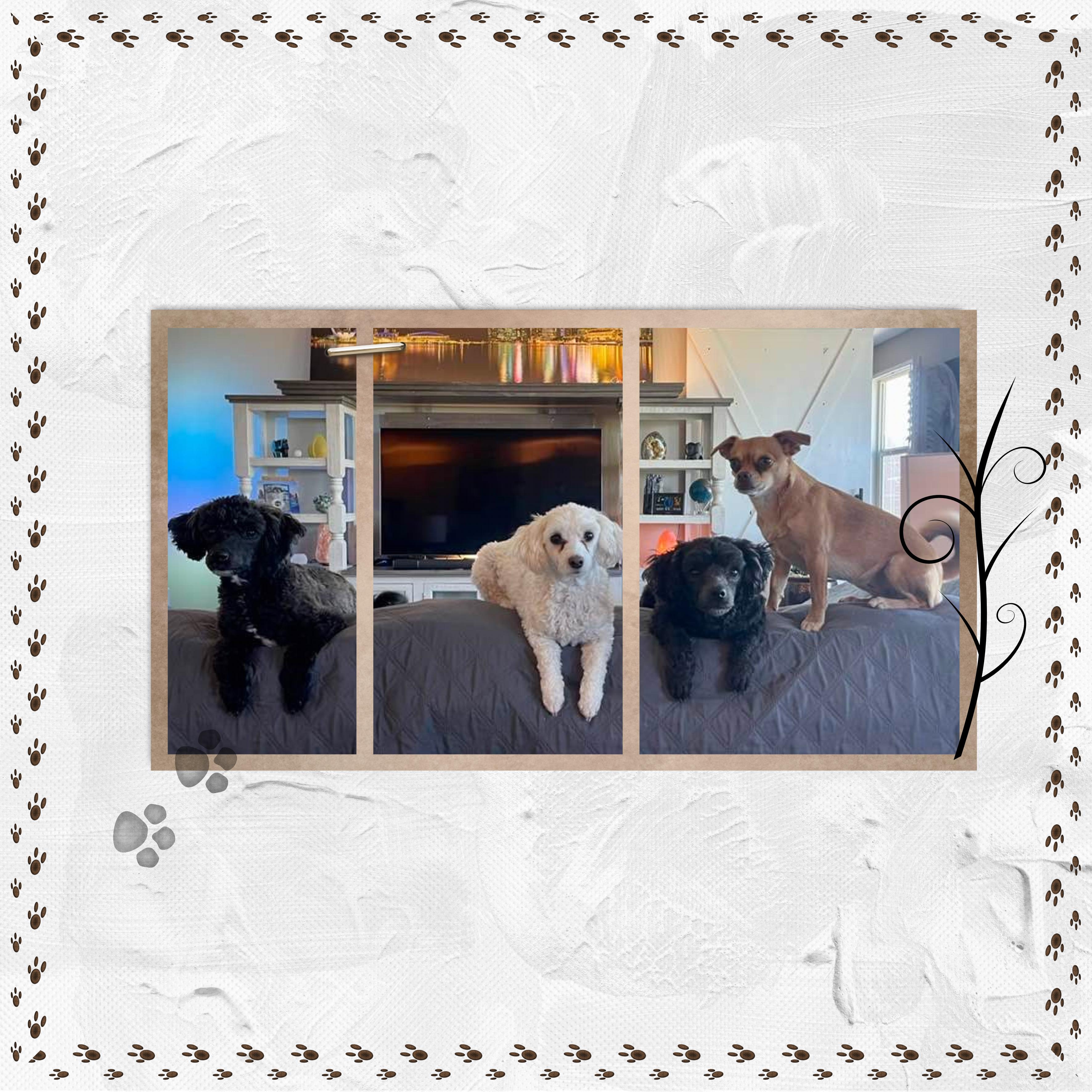 22 10 2022 Chiens.jpg