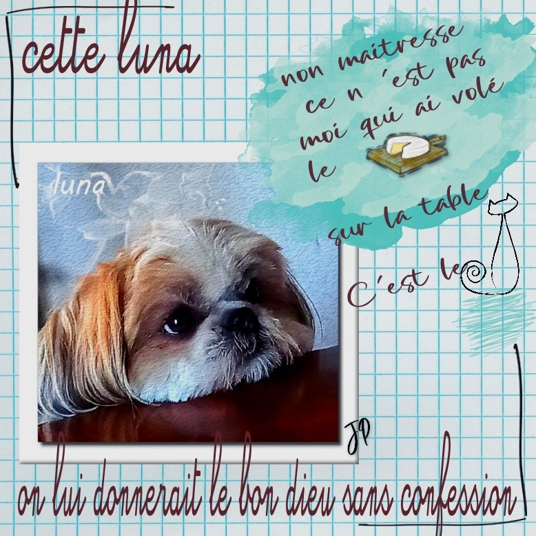 22 octobre chien luna.jpg