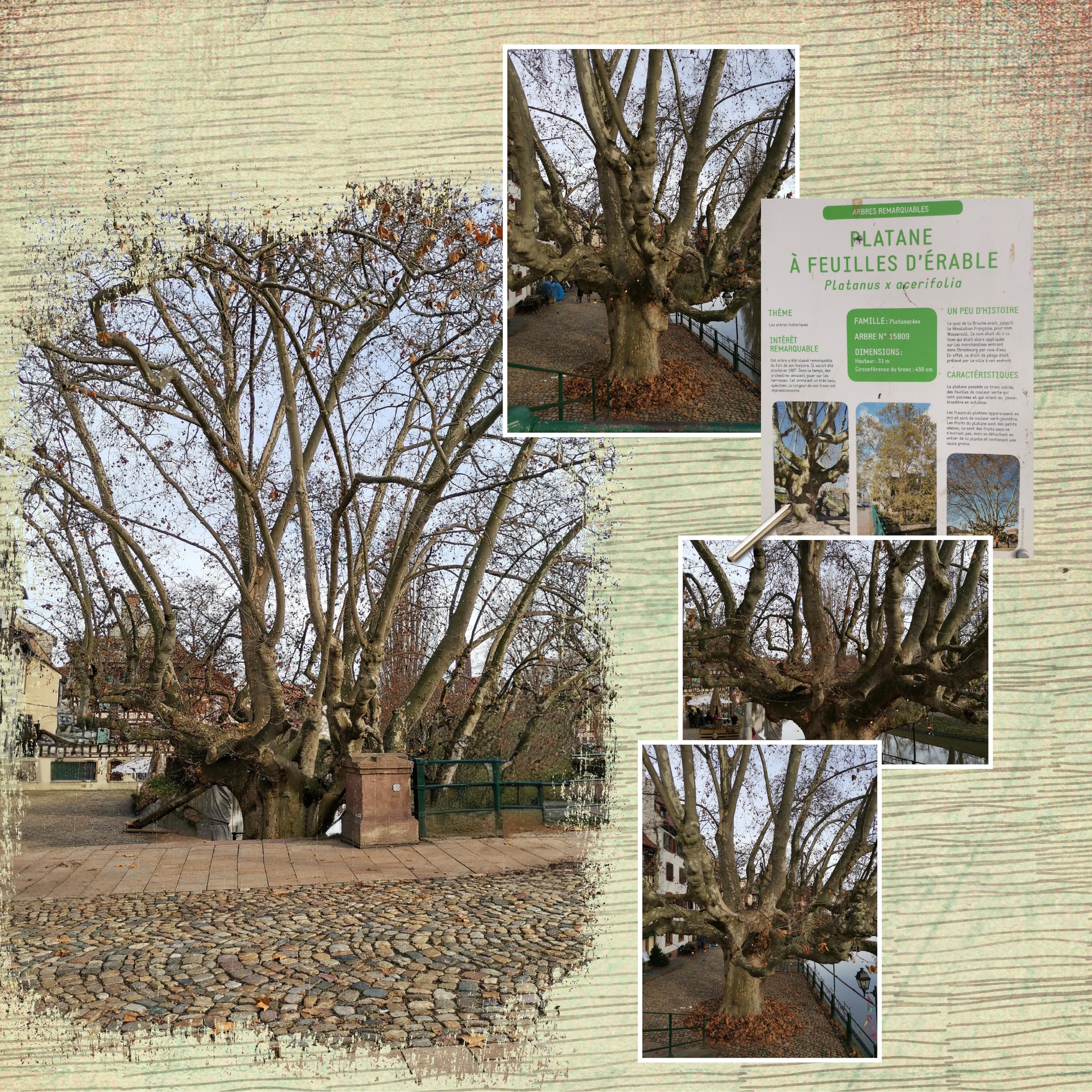 23 10 2025 Arbre (page 2).jpg
