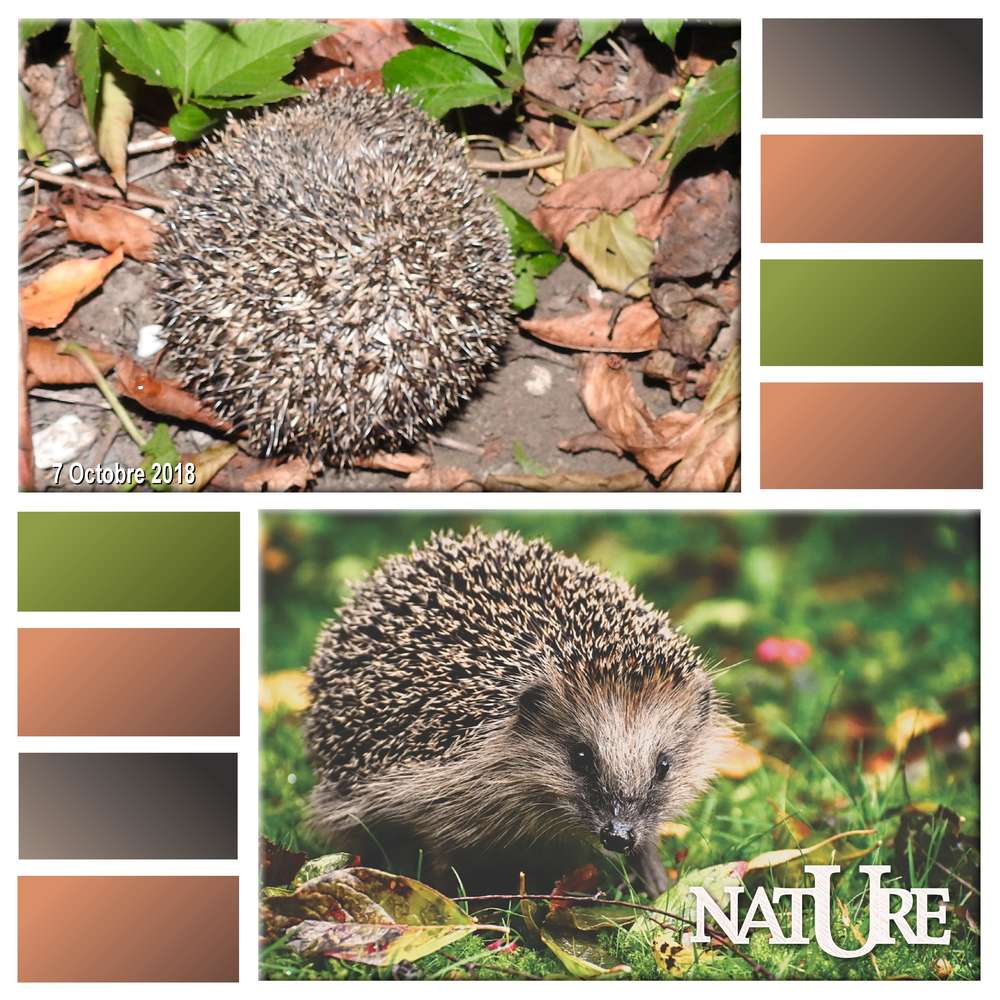 25-JARDIN - LE SCRAPTOBER : CHALLENGE DU MOIS D'OCTOBRE