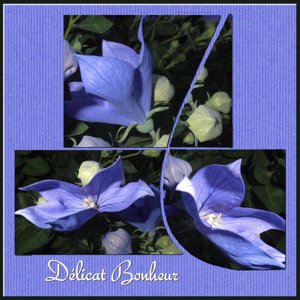256-DELICAT BONHEUR