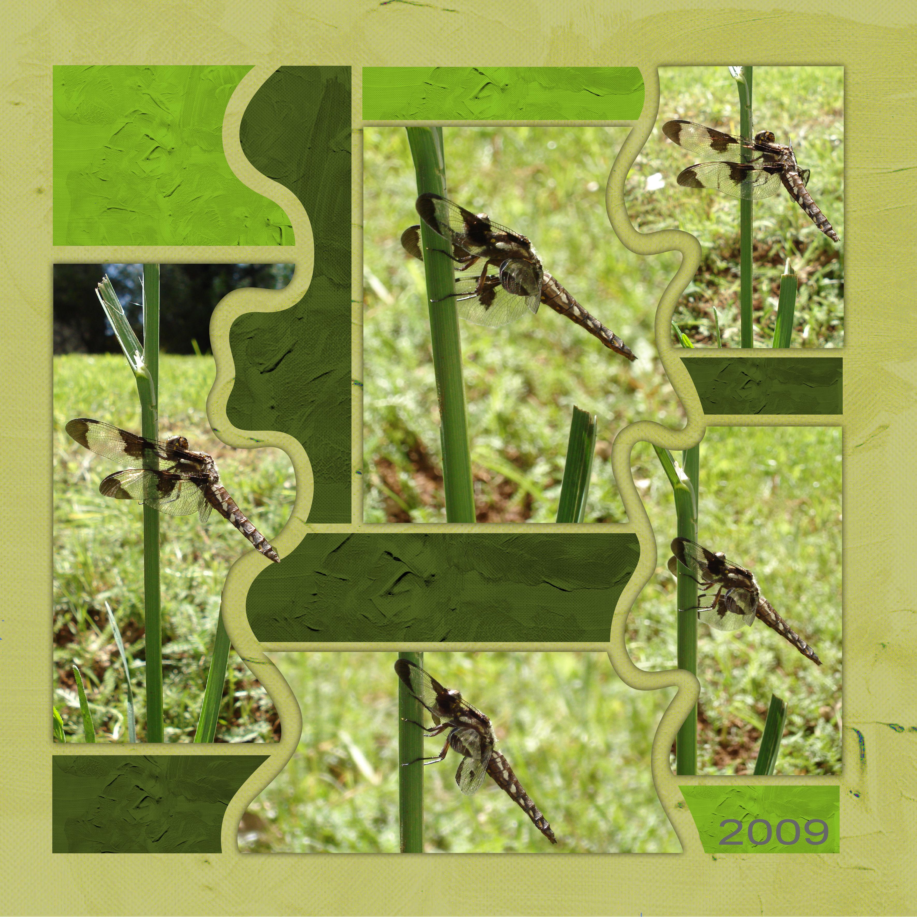 26 10 2021 Insecte (page 1).jpg