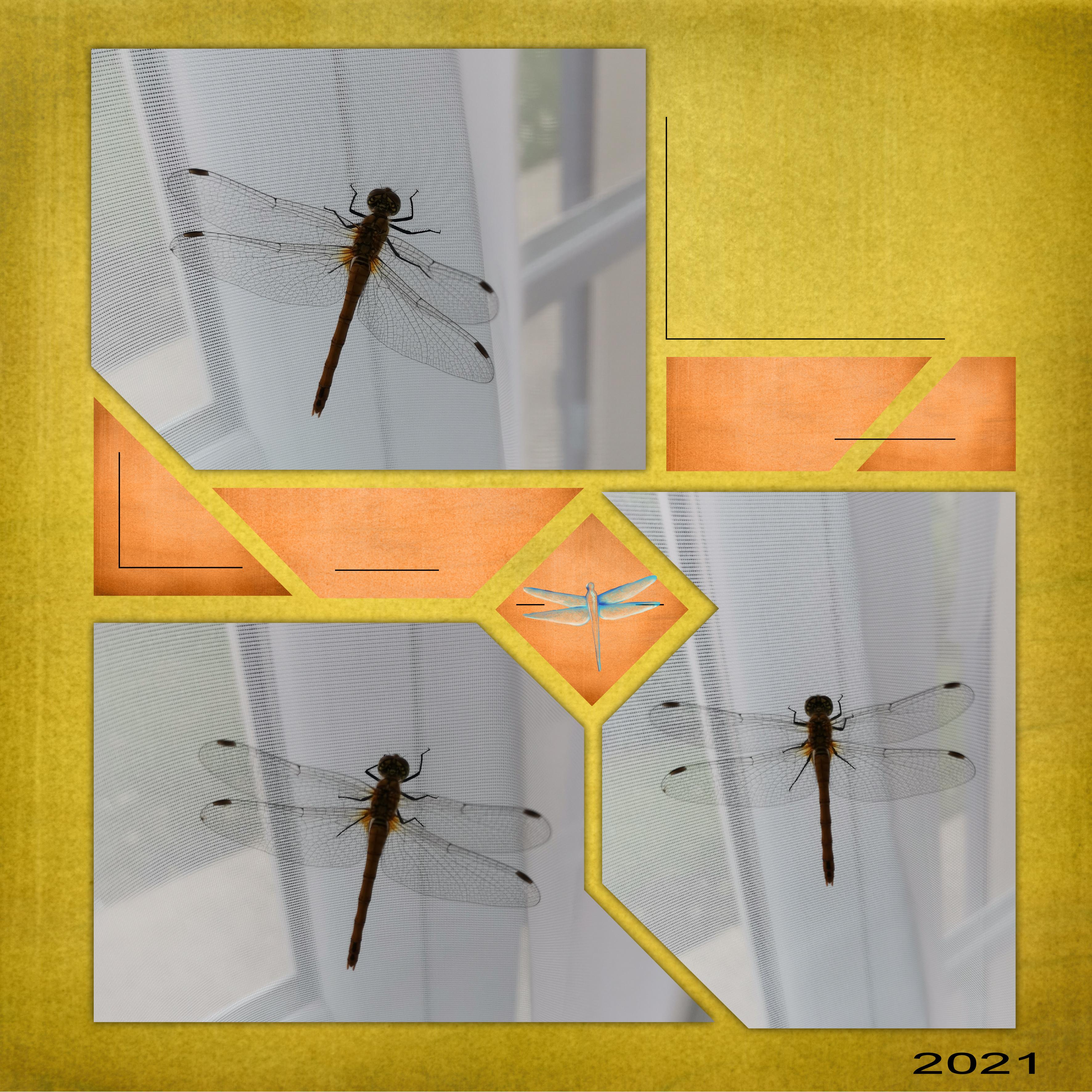 26 10 2021 Insecte (page 2).jpg