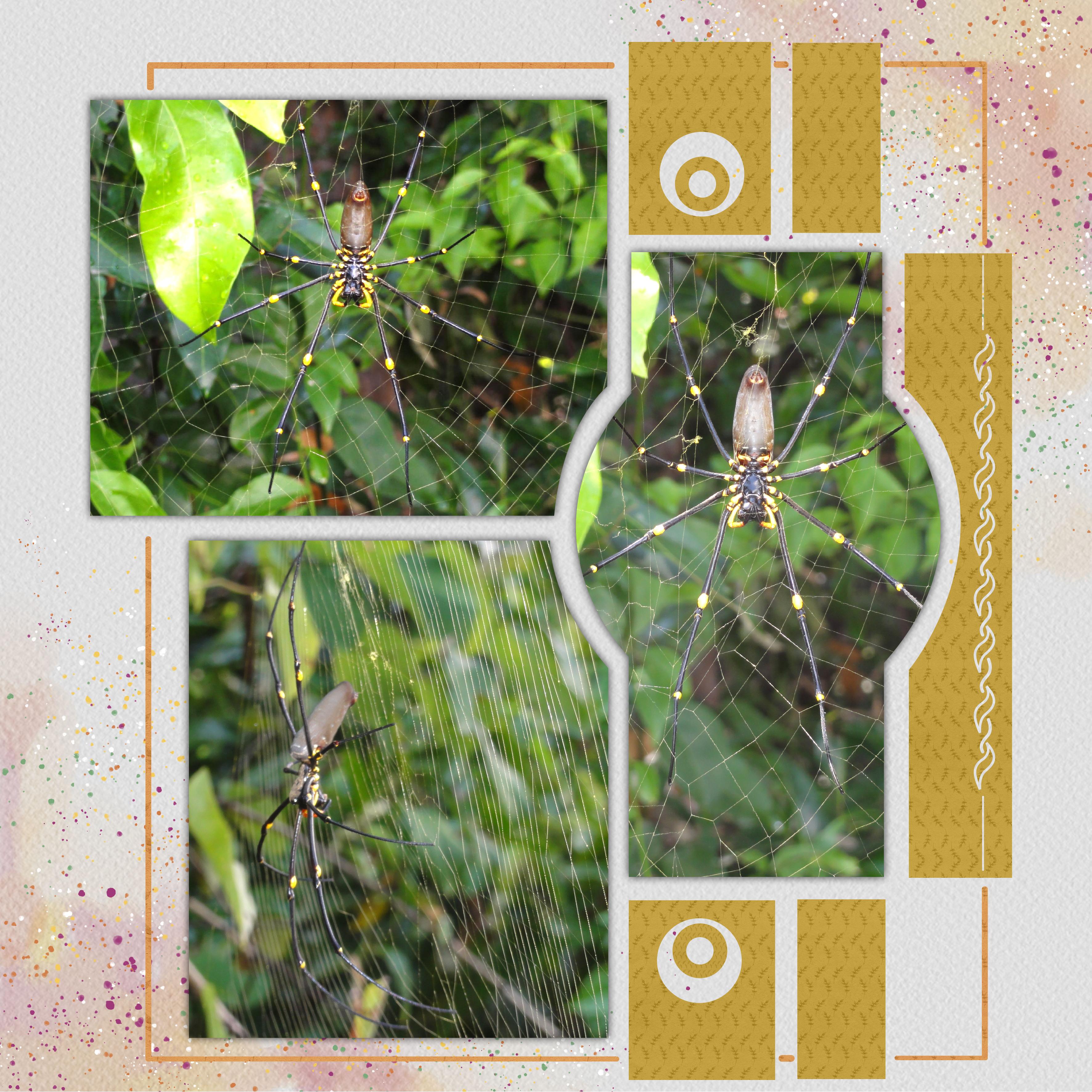 26 10 2021 Insecte (page 4).jpg