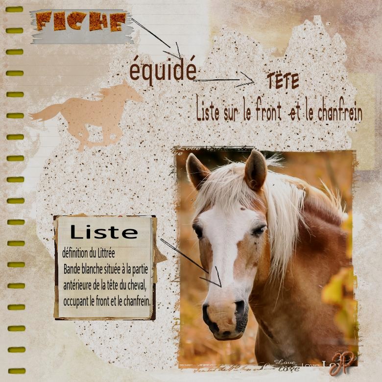 26 octobre liste fiche equidé.jpg