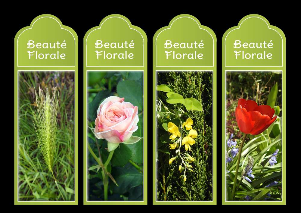 27-MARQUE-PAGES - BEAUTE FLORALE