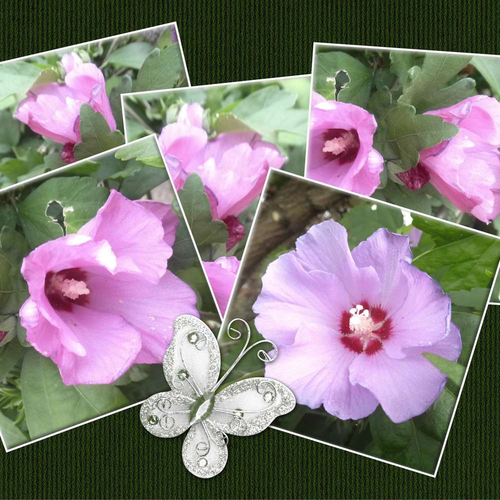 272-FLEURS D'UN JOUR