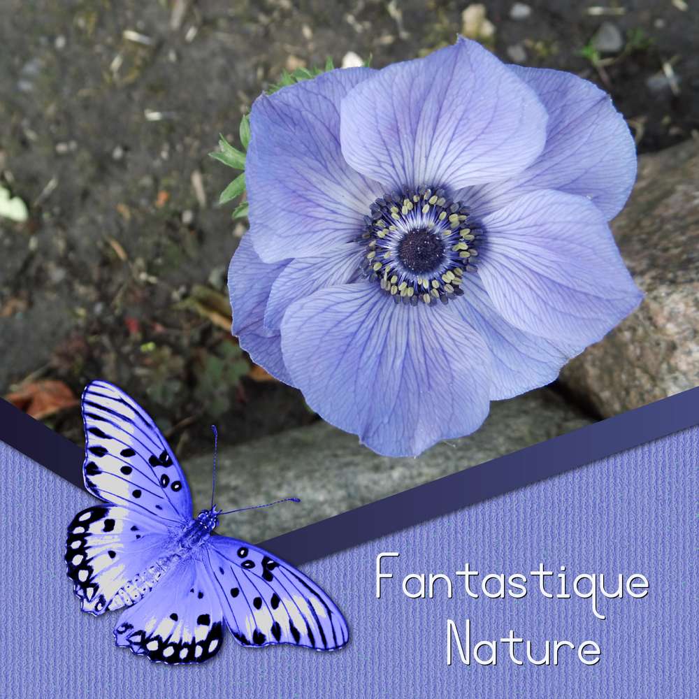 276-FANTASTIQUE NATURE