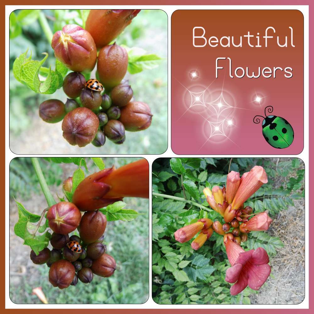 279-BEAUTIFUL FLOWERS