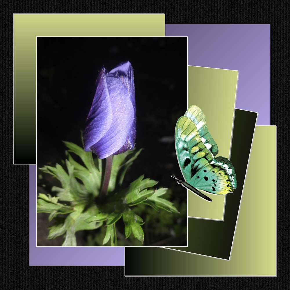 289-PETITE MERVEILLE