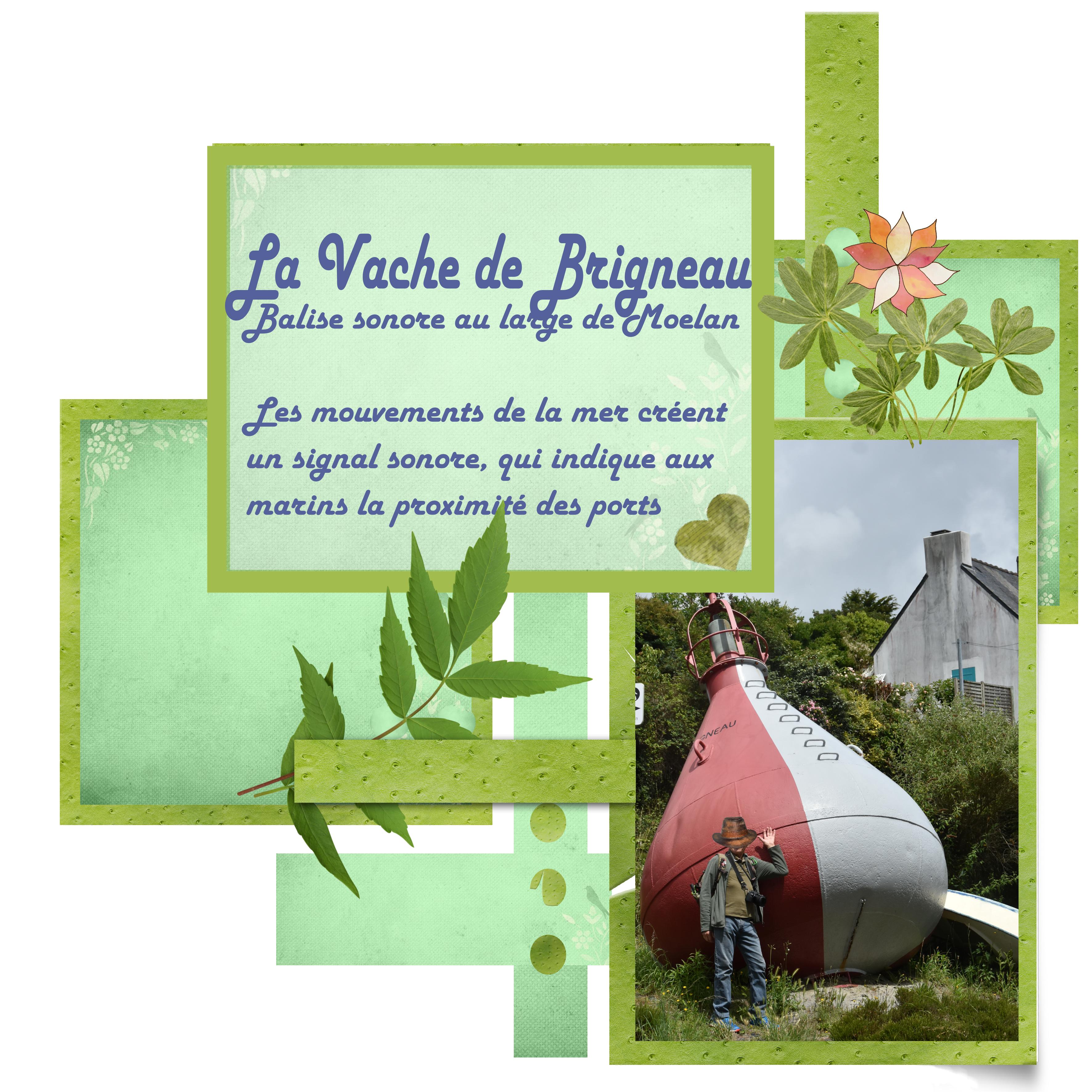 29 la vache b.jpg