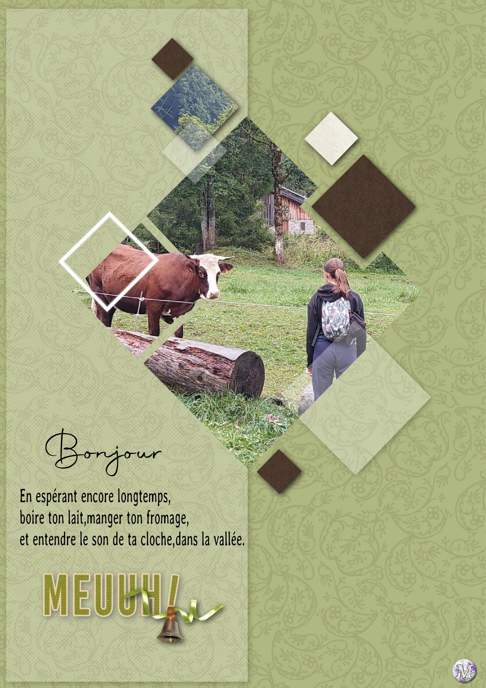 29 vache