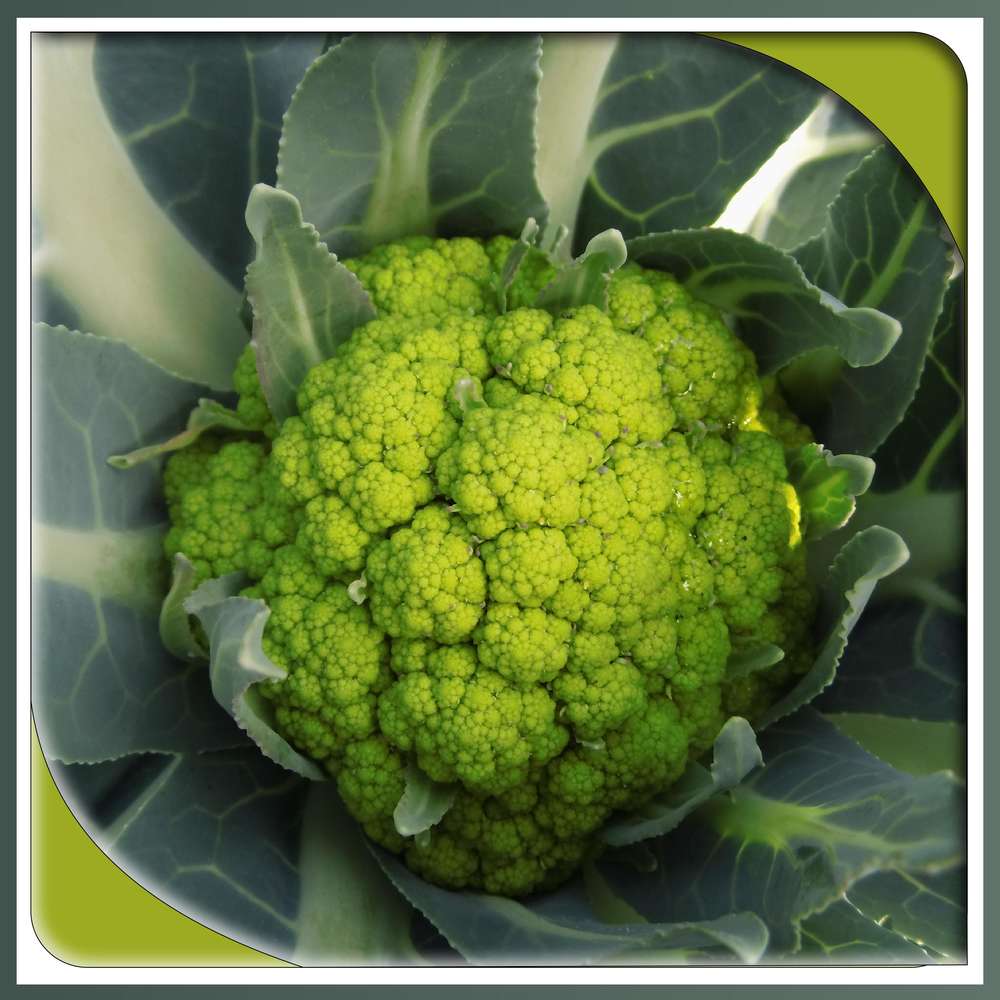 294-CHOU-FLEUR JAUNE DU JARDIN POTAGER