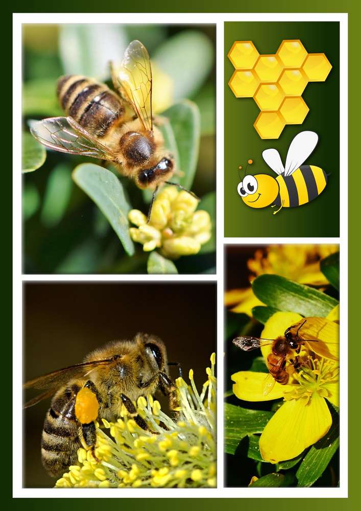 3-CHALLENGE PRINTEMPS - ABEILLE