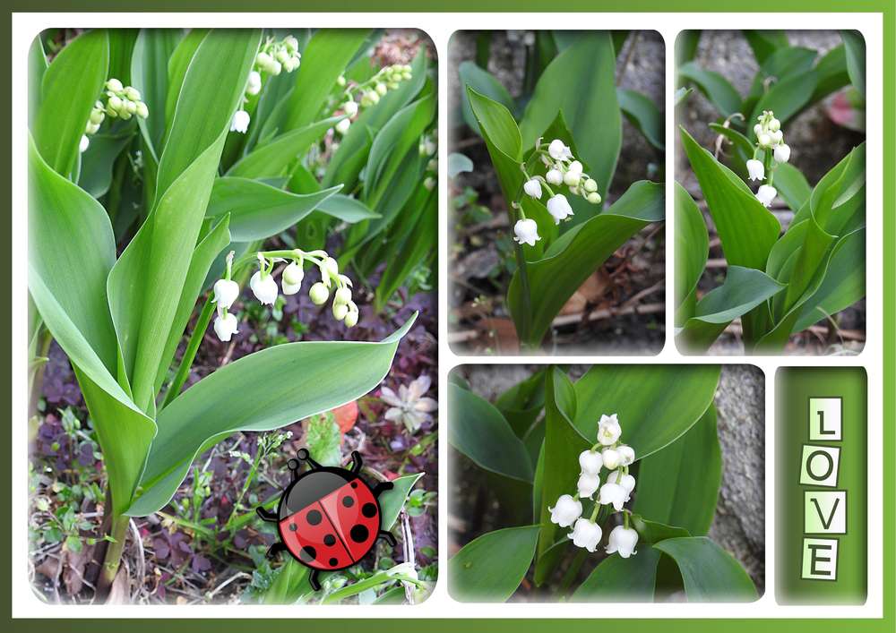 3-LOVE MUGUET DU JARDIN