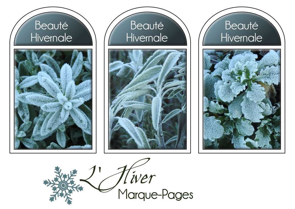 3-MARQUE-PAGES - BEAUTE HIVERNALE