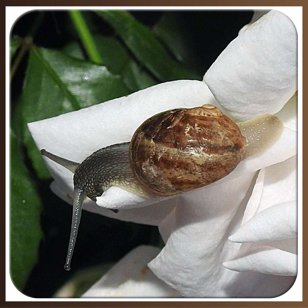 3-PETIT ESCARGOT PORTE SUR SON DOS SA MAISONNETTE