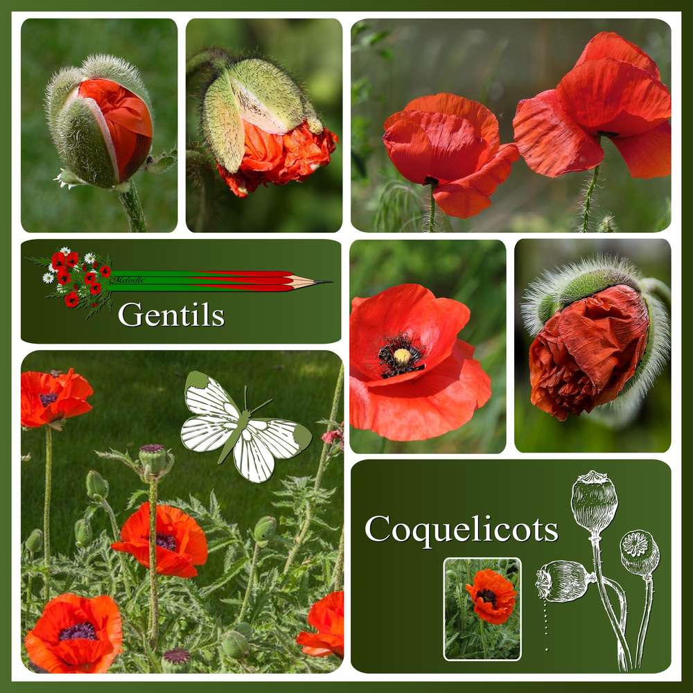 3-REALISATION - GENTILS COQUELICOTS