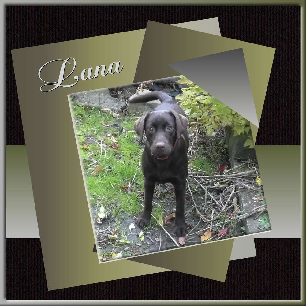 3-REALISATION - LANA